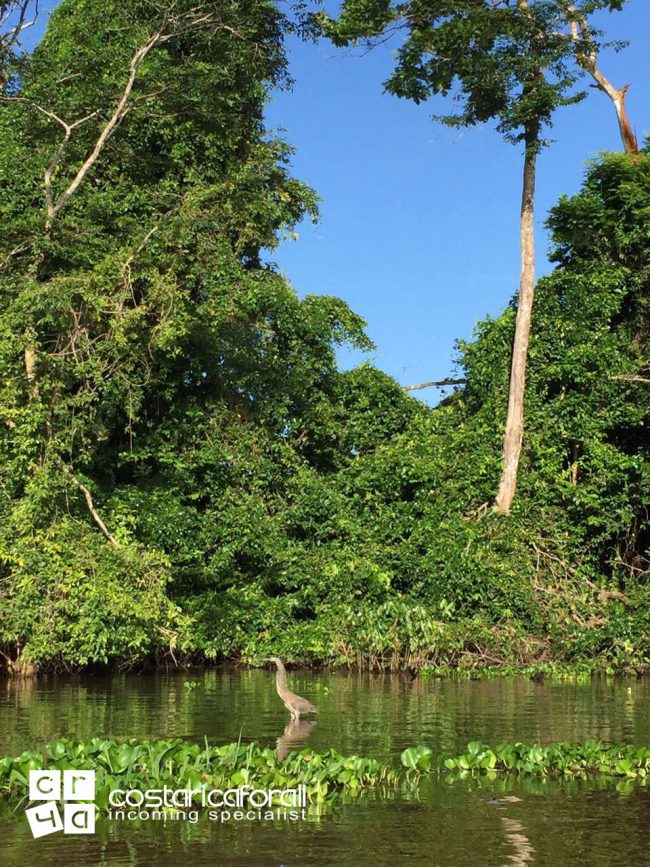 Ave-en-Tortuguero
