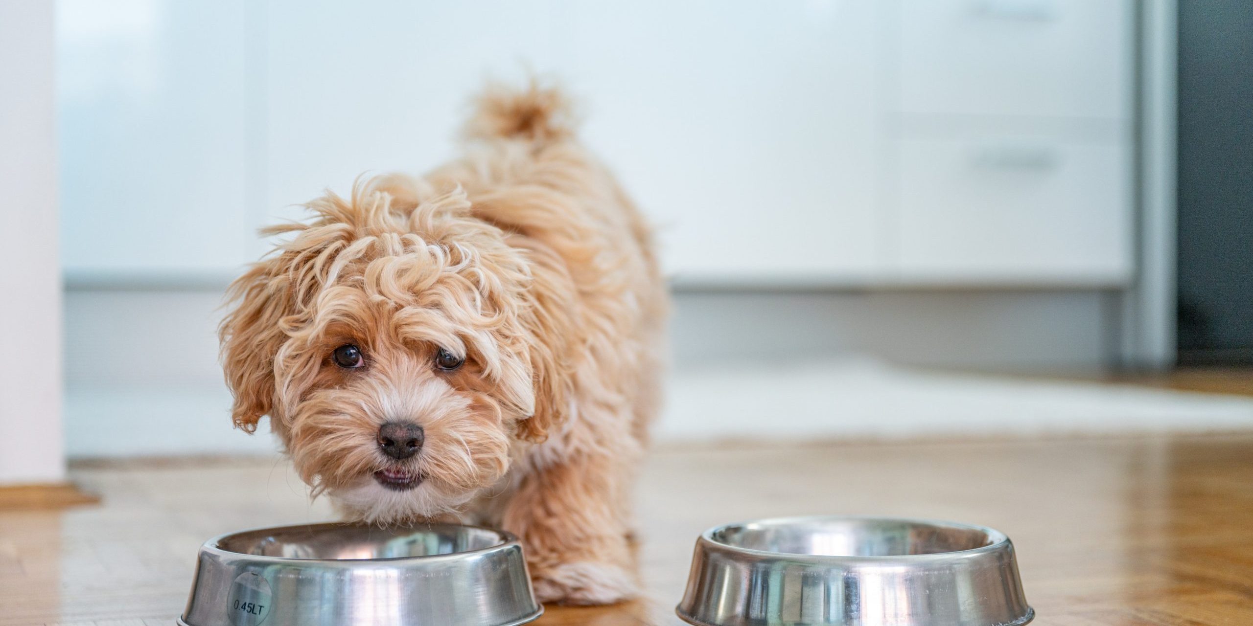 Purina Dog Chow Diversity (1)