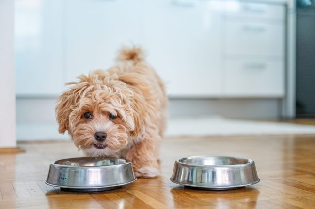 Purina Dog Chow Diversity (1)