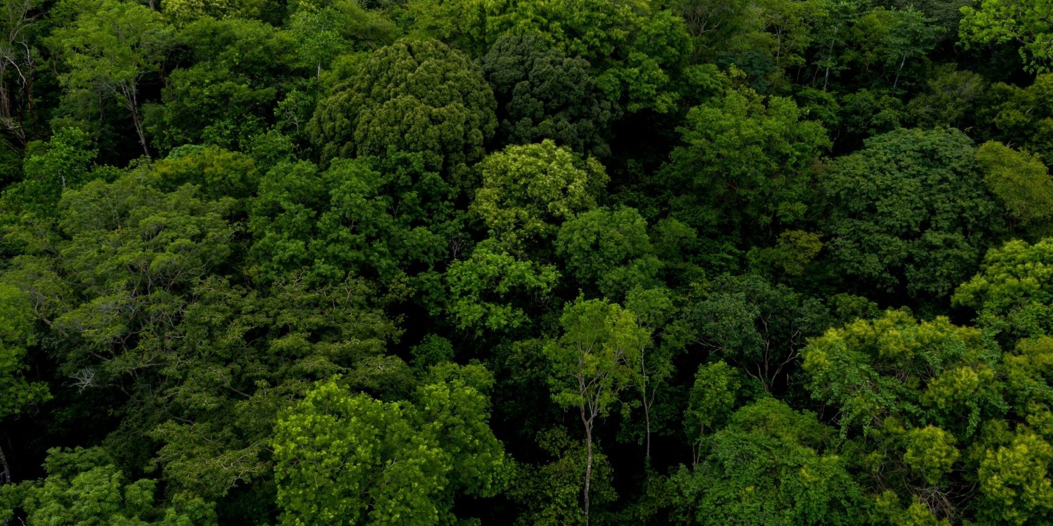 Mapfre neutraliza el 84% de su huella de carbono operativa en 16 proyectos globales de compensación (1) (2)