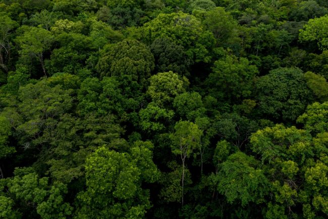 Mapfre neutraliza el 84% de su huella de carbono operativa en 16 proyectos globales de compensación (1) (2)